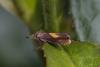 Dichrorampha sp.